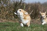 CORGI PEMBROKE 836